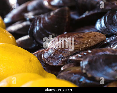 Cozze ripiene e limone Foto Stock