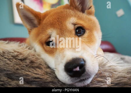 Carino Shiba Inu cucciolo Close Up sdraiato Foto Stock
