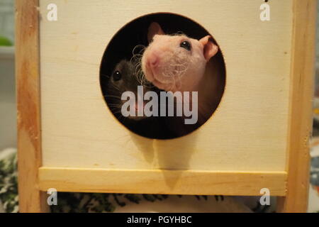 Piccoli animali domestici dumbo e doppio rex ratti nella loro casa in legno guardando la telecamera Foto Stock