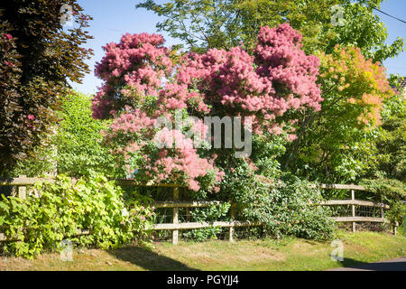 Fioritura Cotinus coggygria albero in un giardino privato che si affaccia su un villaggio lane nel Wiltshire, Inghilterra REGNO UNITO Foto Stock