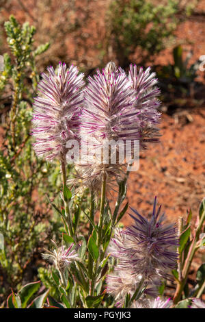 Ptilotus exaltatus, Tall Mulla Mulla Foto Stock