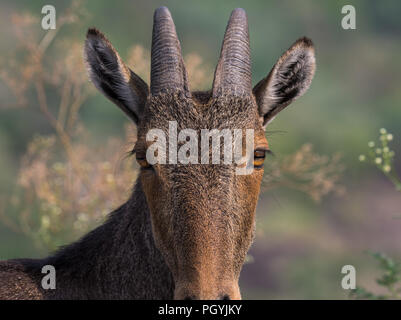 Ritratto di un Nilgiri Tahr, un animale in via di estinzione endemica del i Ghati Occidentali, India Foto Stock