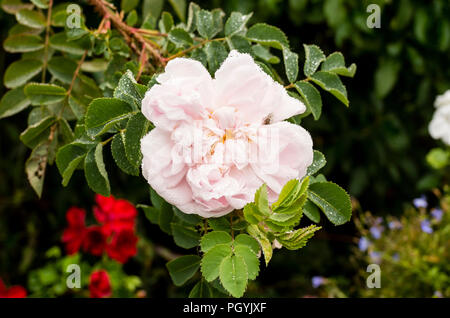 Vecchio fragrante Rosa Stanwell Perpetual om un giardino inglese nel mese di agosto Foto Stock