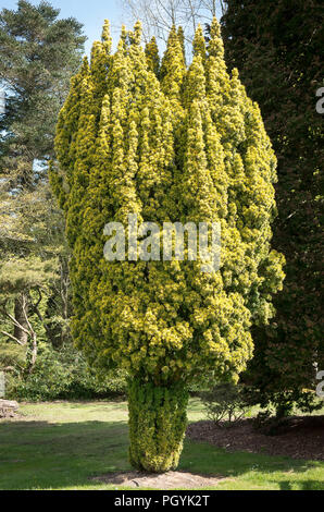 Un shapely Taxus Baccata Standishii in un arboreto inglese in Inghilterra Hampshire REGNO UNITO Foto Stock