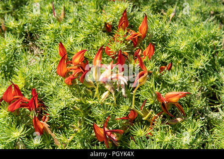 Lotus berthelotii, Rosso Becco di Pappagallo Foto Stock