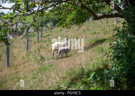 copse, wood, thicket, coppice, group of trees Foto Stock