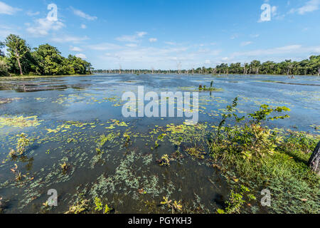 Lago e inondato di Alberi vicino Neak Poan tempio nel Parco Archeologico di Angkor, Siem Reap, Cambogia Foto Stock