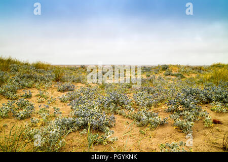 Le dune di sabbia con pungenti impianti costieri mare Holly o Eringium cresce in abbondanza lungo la spiaggia sabbiosa. Foto Stock