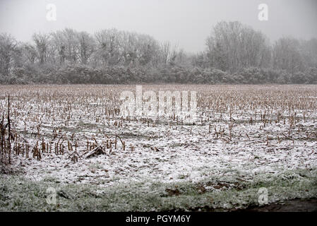 Campo di grano (mais) sotto neve Foto Stock