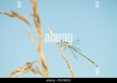 Damselfly verde è in appoggio con ali spiegate a secco su un coltello giallo di erba, isolata contro un blu sfocate e sfondo giallo. Foto Stock