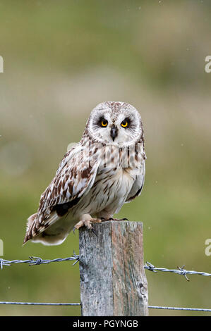 Corto-eared owl, aseo flammeius, REGNO UNITO Foto Stock