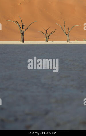 Gli alberi morti in guardia per difendere Deadvlei in Namib-Naukluft National Park, Namibia; la vaschetta una volta aveva acqua dal fiume Tsauchab, ma un cambiamento ambientale Foto Stock