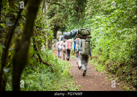 Team di facchini che trasportano attrezzature attraverso la regione della foresta pluviale del Lemosho percorso sul Monte Kilimanjaro Kilimanjaro Regione, Tanzania. Foto Stock