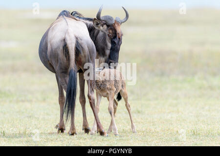 Blue Gnu (Connochaetes taurinus) femmina alimentazione vitello neonato, il cratere di Ngorongoro national park, Tanzania. Foto Stock