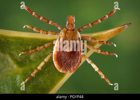 Vista dorsale di una femmina di Yellow Dog tick (Amblyomma aureolatum), 2008. Immagine cortesia di centri per il controllo delle malattie (CDC) / Dr Christopher Paddock. () Foto Stock
