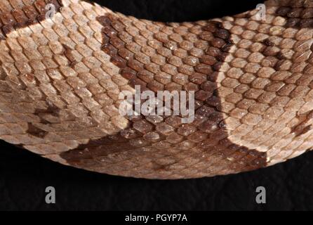 Fotografia che mostra una vista ravvicinata del marrone e beige e scalato la superficie della pelle di un bambino, velenosa, Southern copperhead snake (Agkistrodon contortrix) Immagine cortesia CDC/James Gathany, 2008. () Foto Stock