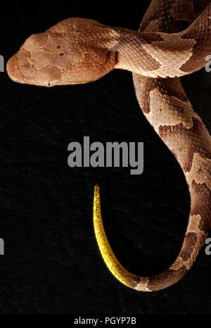 Fotografia che mostra un close-up, uccelli-eye, del marrone e marrone testa modellata e giallo con punta di coda di un bambino, velenosa, Southern copperhead snake (Agkistrodon contortrix) Immagine cortesia CDC/James Gathany, 2008. () Foto Stock