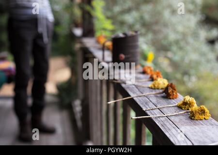 Essiccazione fiori di tagete allineate su una veranda in legno ringhiera. Foto Stock