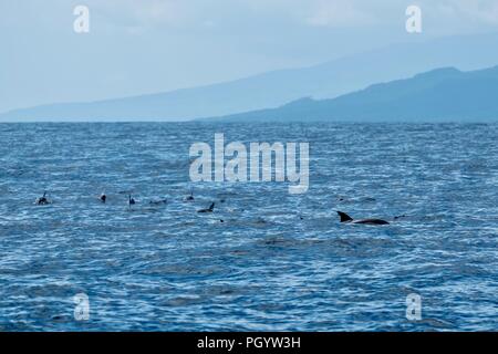 Un oceano pieno di delfini Foto Stock