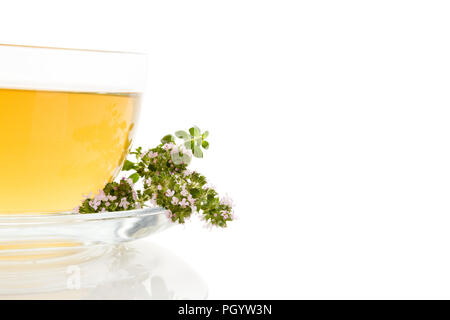 Breckland tè timo isolati su sfondo bianco. Erba medicinale. Foto Stock