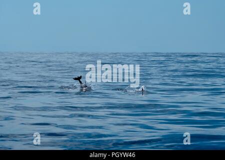 Delfino comune nella calma Oceano Atlantico Foto Stock