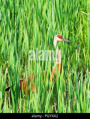 Gru Sandhill godendo le sue circostanti. Foto Stock