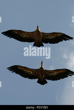 Paio di grifone, Gyps fulvus, volare in Hoces del Duraton parco naturale. Segovia. Castiglia e Leon. Spagna Foto Stock