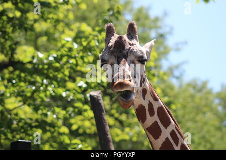 La giraffa facendo una faccia strana Foto Stock