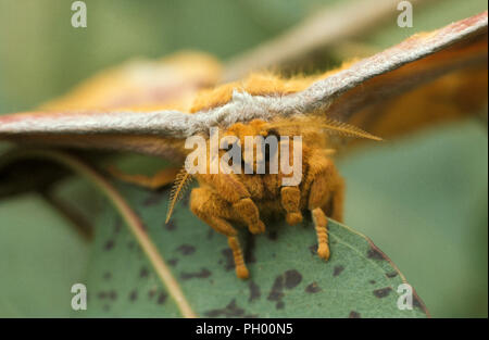 L'IMPERATORE GUM (falena Opodiphthera eucalypti) Foto Stock