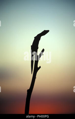 Spinosa settentrionale-tailed gecko (STROPHURUS CILIARIS) su un albero nel Territorio del Nord, l'AUSTRALIA Foto Stock