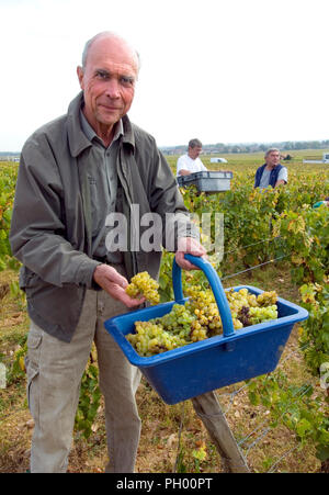 Aubert de Villaine con pannier di uve Chardonnay raccolte nel pacchetto Domaine de la Romanee-conti del vigneto Grand Cru le Montrachet, Chassagne-Montrachet, Cote d'Or, France Côte de Beaune Foto Stock