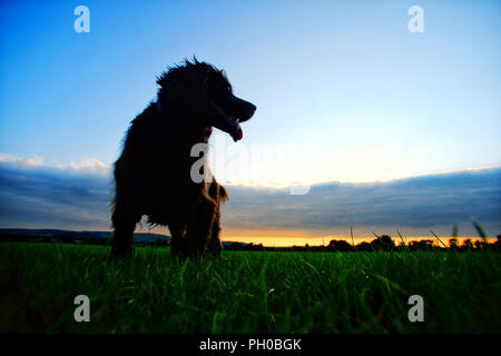 Mature, East Sussex, Regno Unito. Il 29 agosto 2018. Fudge, un cocker spaniel, orologi come l'ultimo residuo di cloud sgombra appena prima del tramonto in mature, East Sussex. © Peter Cripps/Alamy Live News Foto Stock