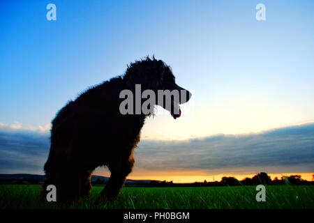 Mature, East Sussex, Regno Unito. Il 29 agosto 2018. Fudge, un cocker spaniel, orologi come l'ultimo residuo di cloud sgombra appena prima del tramonto in mature, East Sussex. © Peter Cripps/Alamy Live News Foto Stock