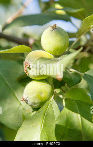 Verde di frutti immaturi di mele sul ramo di albero nella luce del giorno. Profondità di campo. La coltivazione di frutta in giardino Foto Stock