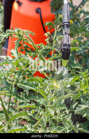 Agricoltore viene spolverata cespugli di pomodoro. La protezione di piante di pomodoro da malattia fungina o parassiti con spruzzatore a pressione in giardino Foto Stock