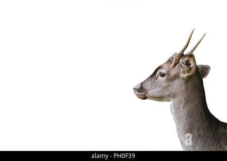 La testa di un giovane cervo è isolato su uno sfondo bianco. Animale selvatico. Foto Stock