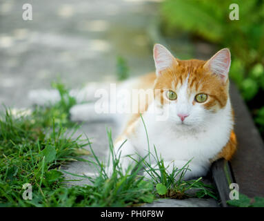 Cute cat con grandi occhi verdi closeup Foto Stock