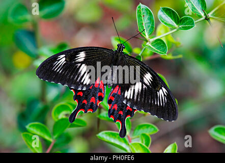 Black butterfly Pachliopta hector o Crimson Butterfly rosa su sfondo verde. India. Foto Stock