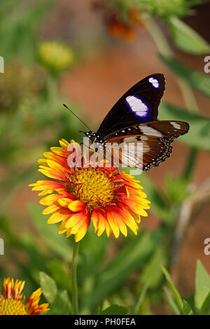 Danaid Eggfly o simulare o diadema farfalla o Hypolimnas misippus su un fiore Firewheel o Gaillardia pulchella Foto Stock