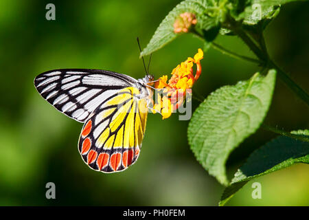 Delias eucharis o Gezabele comune di balneazione a farfalla su Lantana fiori Foto Stock