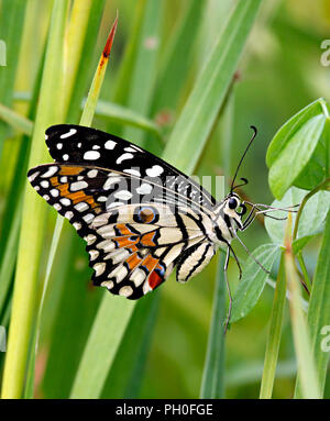 Papilio demoleus o calce butterfly nell'erba verde Foto Stock