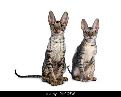 Duo di due simpatici Cornish Rex gatto gattini seduta leggermente dietro ogni altra guardando al di sopra di la lente, isolato su sfondo bianco Foto Stock