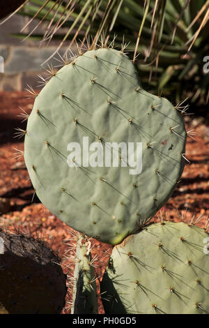 Sydney Australia, Opuntia Robusta pale di cactus con lunghe spine taglienti Foto Stock
