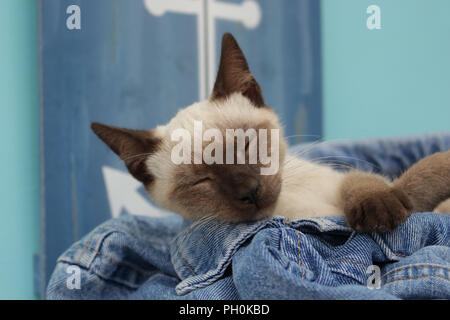 Giovani tailandesi, cat 3 mese vecchio punto di tenuta, dormire su un paio di jeans Foto Stock