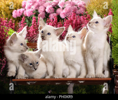 Cinque gattini balinese, 9 settimane, seduti vicino insieme Foto Stock