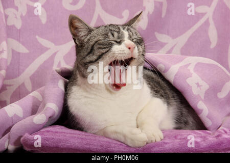 Il gatto domestico, nero tabby bianco, sbadigli Foto Stock