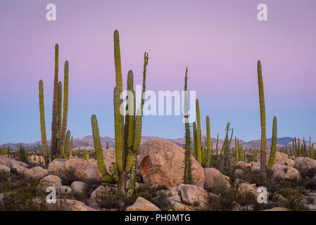 Cardon cactus e Boojum alberi in Valle de los Cirios, Catavina Desert, Baja California, Messico. Foto Stock