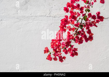 Il Bougainvillea; Museo Larco, Lima, Perù. Foto Stock