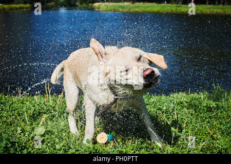 Funny dog agitando l'acqua Foto Stock