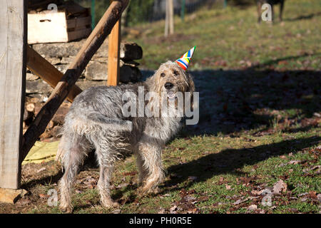 Il Monte Athos il grifone va a un partito Christmes a doggy playgroup di Varen, Tarn et Garonne, Occitanie, Francia, Europa Foto Stock